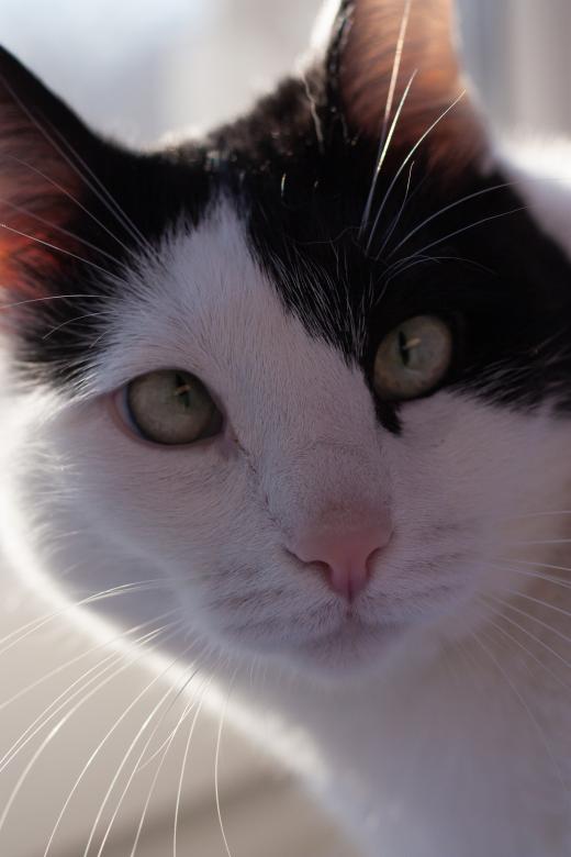 Free stock image of Cat Desmond created by Chernikova Valeriya