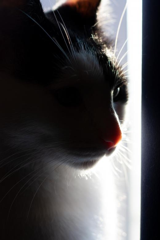 Free stock image of Cat Desmond created by Chernikova Valeriya