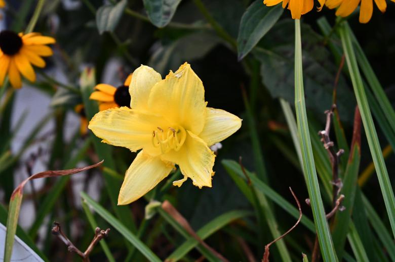 Free stock image of Yellow Flower created by Ashten Clark PETERS