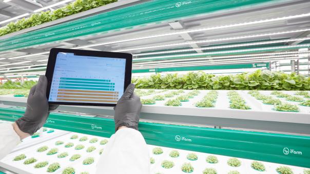 Salad On A Vertical Farm - Free Stock Photo