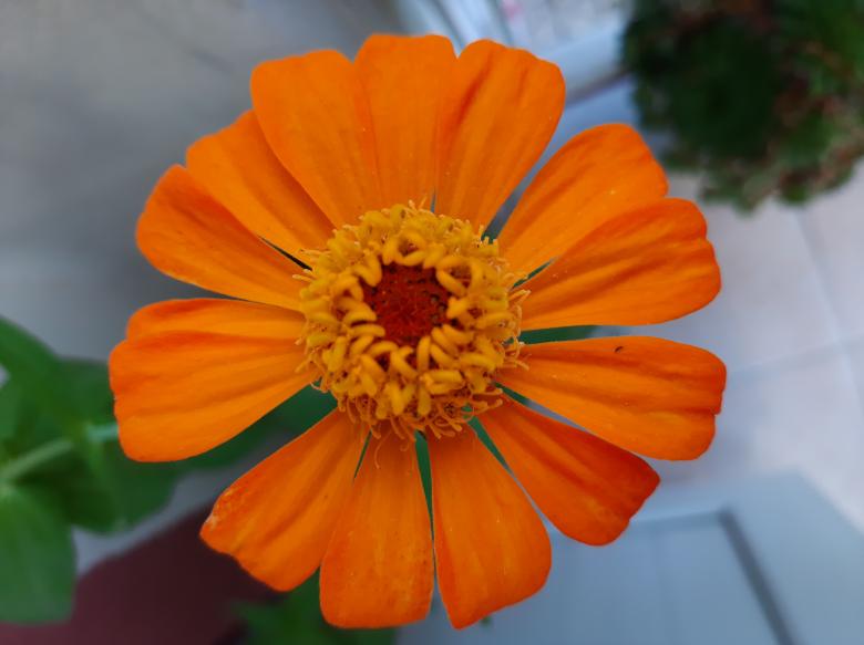 Free stock image of Beauty in my balcony created by memoli puma