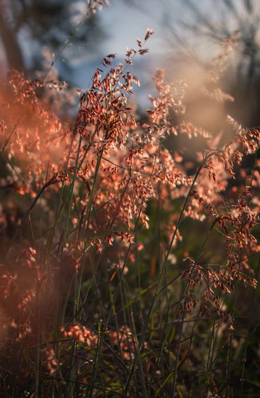 Free stock image of flowers moving in the wind created by Mateo Otoniel Farfan Boxler