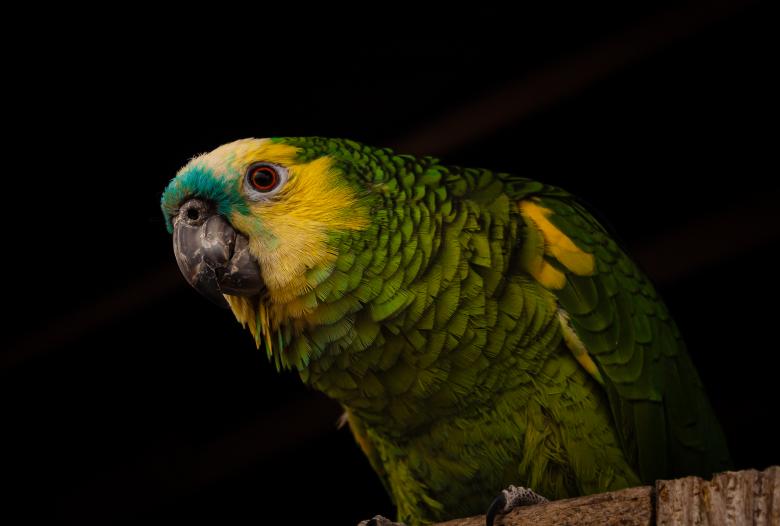 Free stock image of parrot posing for a photo created by Mateo Otoniel Farfan Boxler