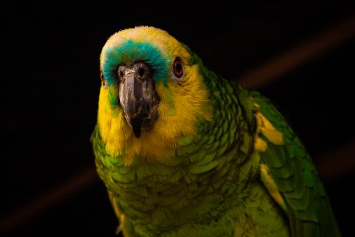 parrot posing for a photo - Free Stock Photo