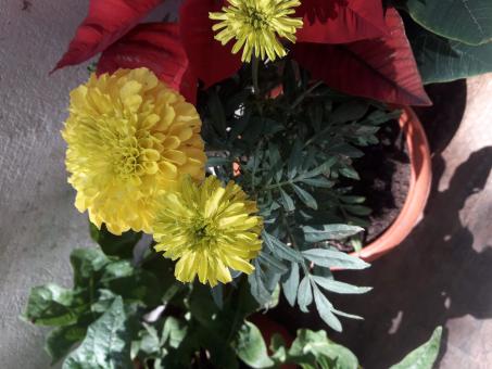 Marigold  - Free Stock Photo