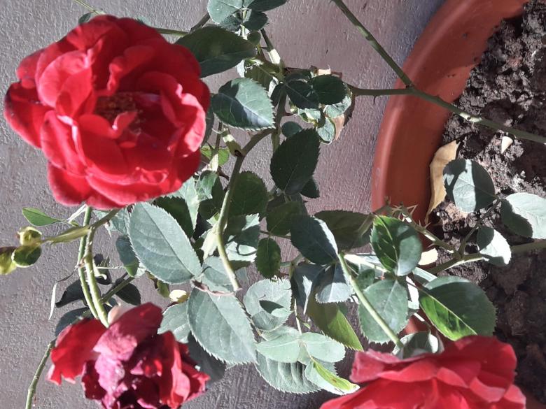 Free stock image of Red Rose  created by Farhat Khan 