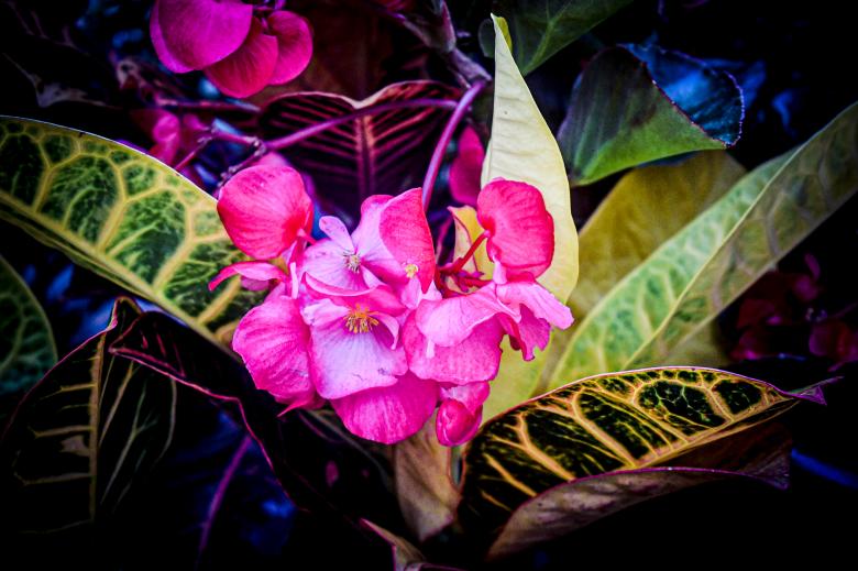 Free stock image of Flowers created by Ashten Clark PETERS
