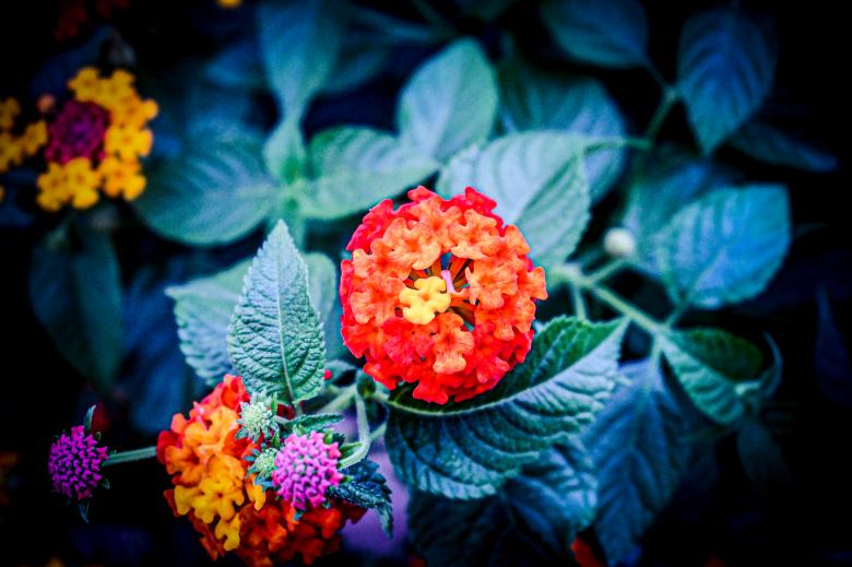 Free stock image of Flowers created by Ashten Clark PETERS