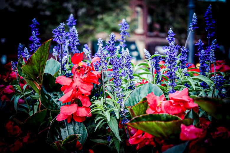 Free stock image of Flowers created by Ashten Clark PETERS