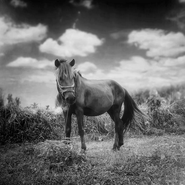 Free stock image of A beautiful horse created by KAWSAR AHMED
