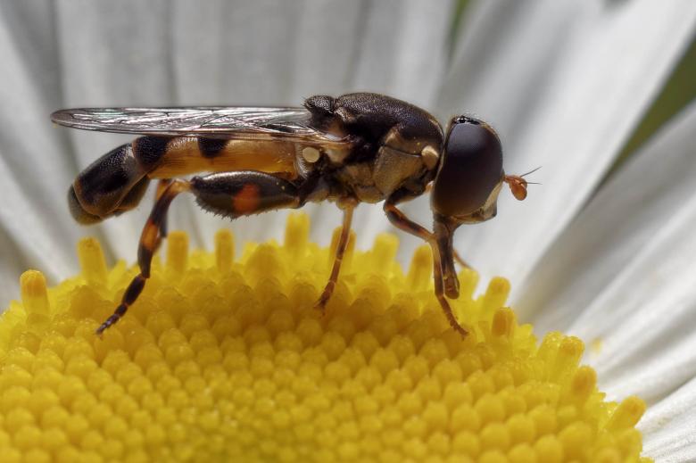 Free stock image of Hoverfly created by Geoffrey Whiteway