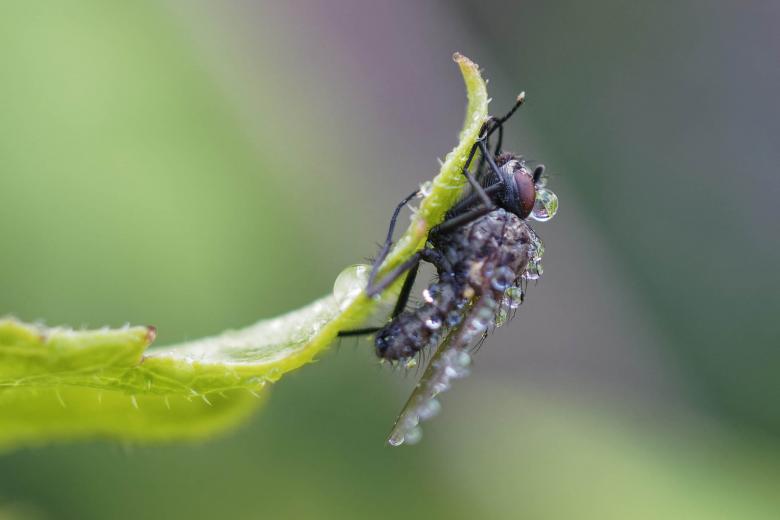 Free stock image of Fly covered with water droplets created by Geoffrey Whiteway
