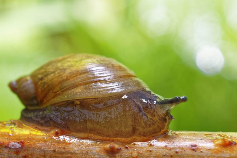 Free stock image of Snail created by Geoffrey Whiteway