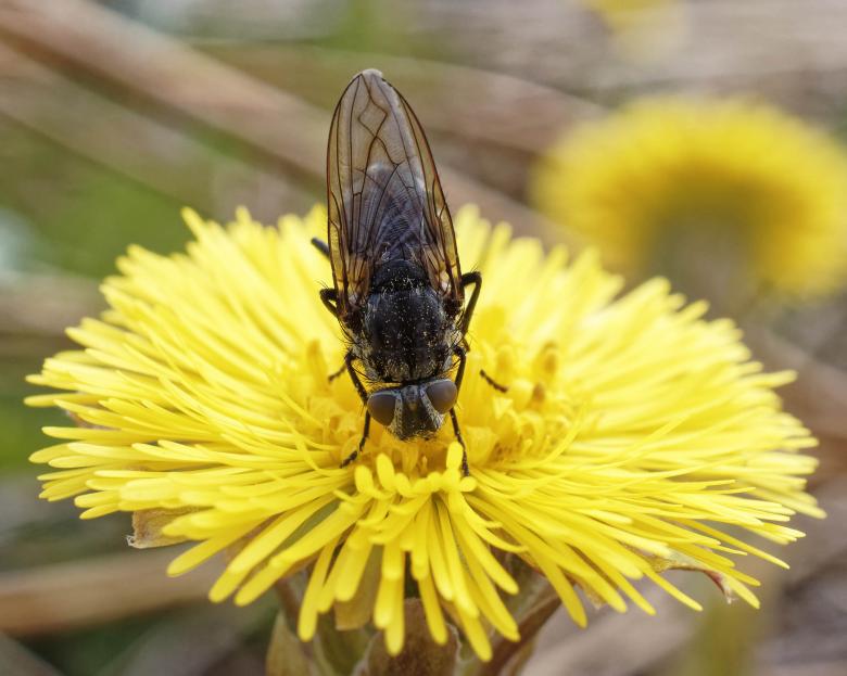 Free stock image of Fly covered in pollen created by Geoffrey Whiteway