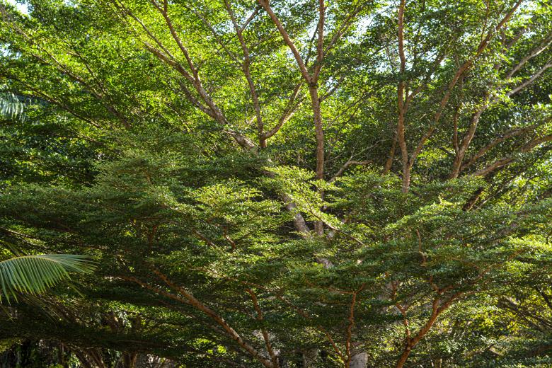 Free stock image of Tree with branches created by Melvin Geplay