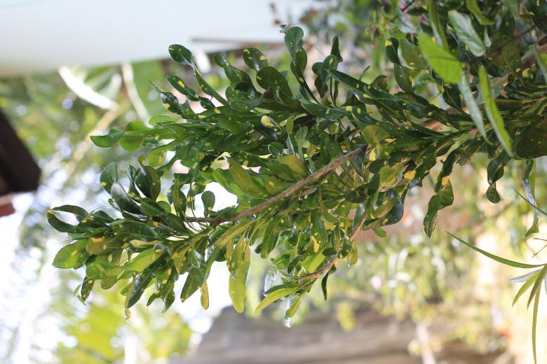 Free stock image of green and yellow croton tree created by mohamed aslam