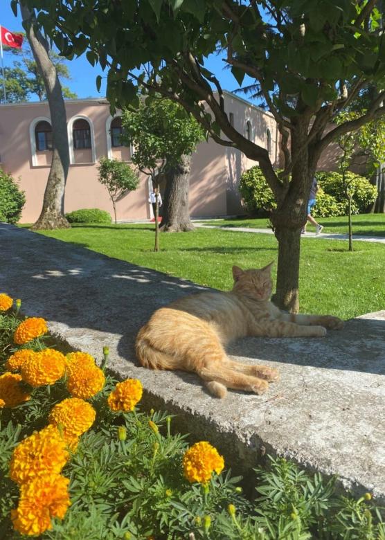 Free stock image of Turkish cat created by Ram Rao Oak