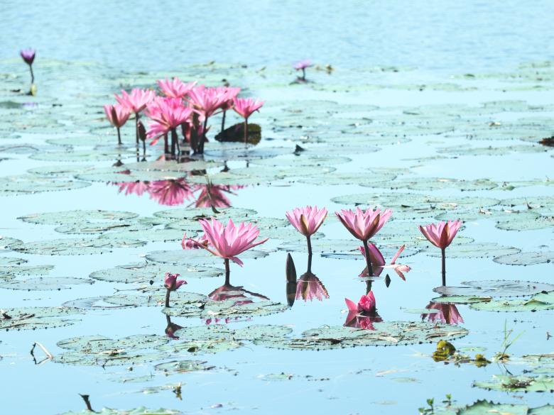 Free stock image of Water Lily in the pond created by Md. Mahadi Hasan