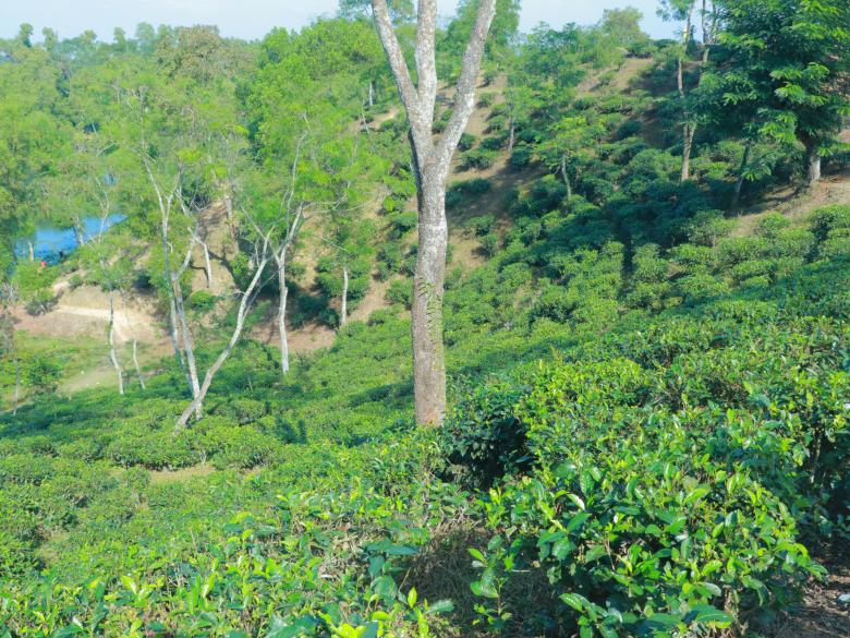 Free stock image of Beautiful tea garden at Sylhet created by Md. Mahadi Hasan