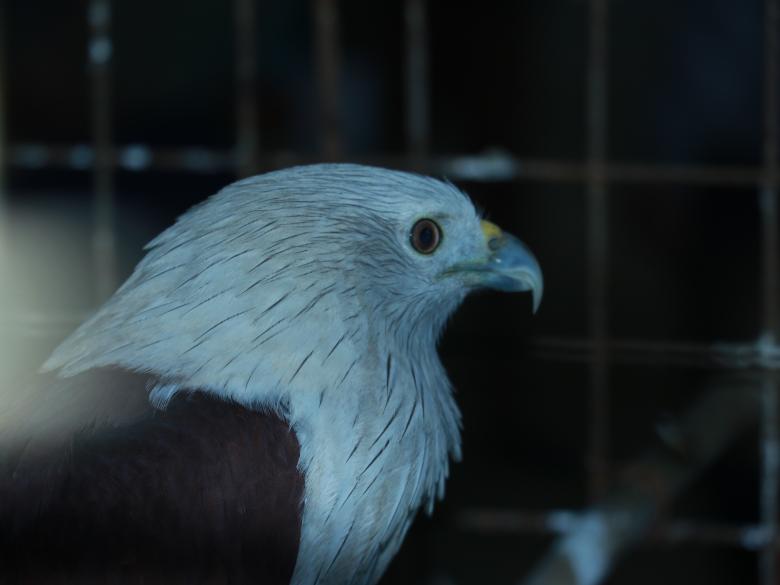 Free stock image of Beautiful Bird's eye created by Md. Mahadi Hasan