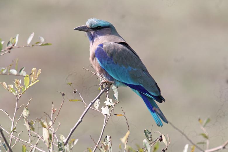 Free stock image of Indian roller created by sylvester alphonso