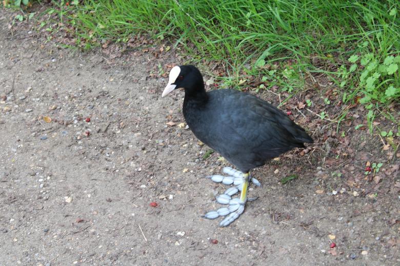 Free stock image of Bird created by Fastmarkers