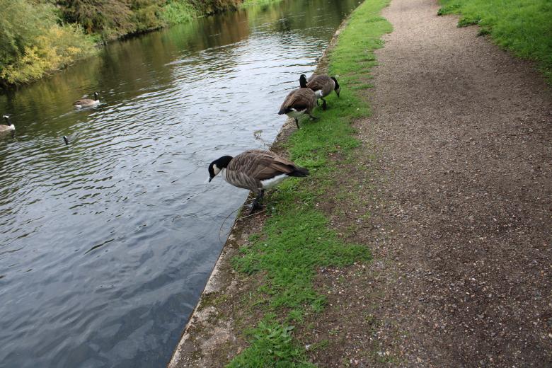 Free stock image of Geese created by Fastmarkers