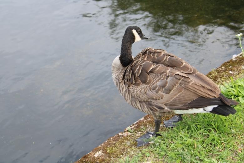 Free stock image of Duck created by Fastmarkers