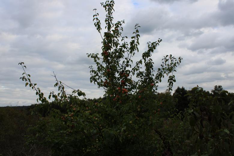 Free stock image of Apple orchard created by Fastmarkers