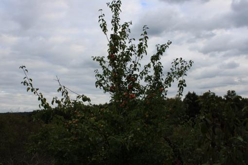 Apple orchard - Free Stock Photo