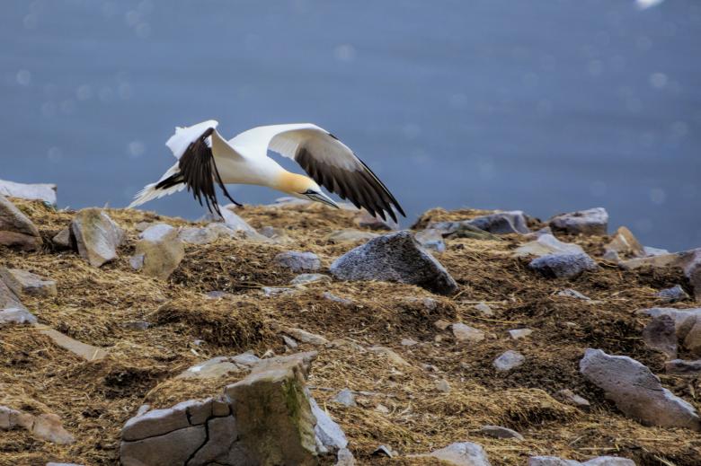 Free stock image of Northern Gannet created by Geoffrey Whiteway