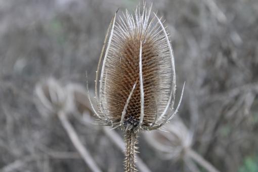 Dry Flower - Free Stock Photo