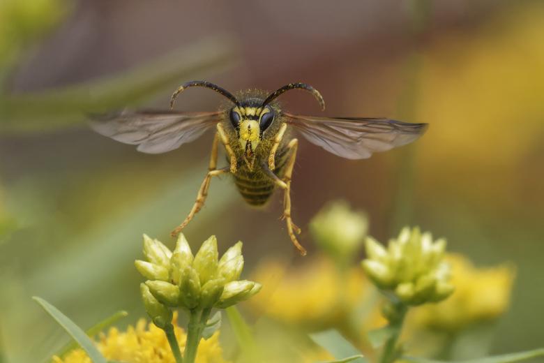 Free stock image of Yellowjacket taking flight created by Geoffrey Whiteway