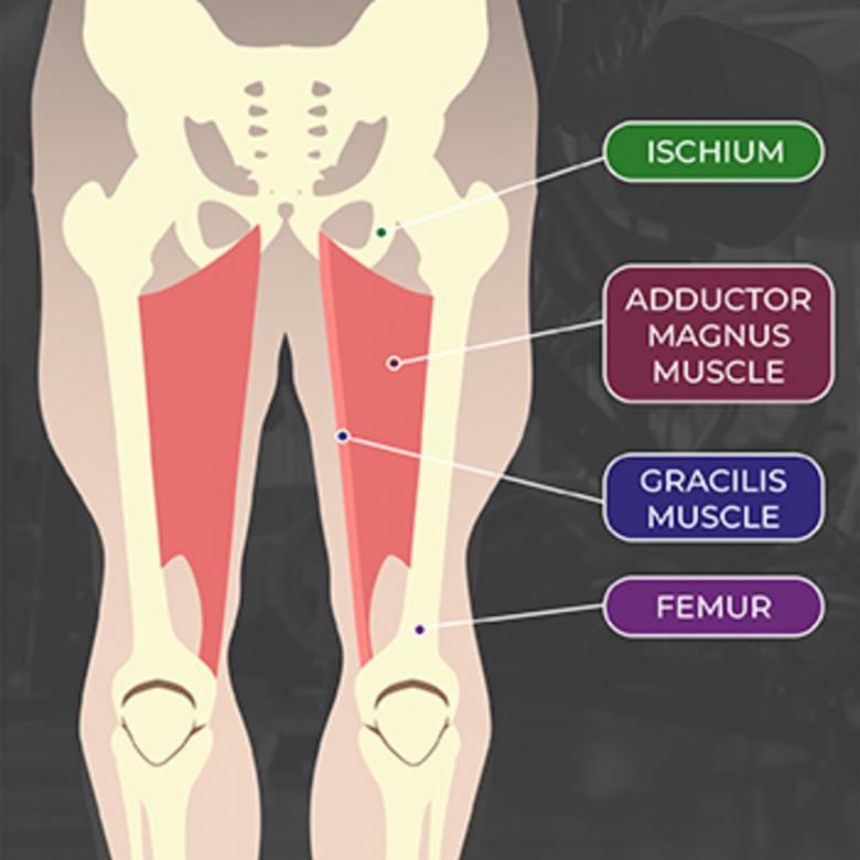 Free stock image of Ischium created by Isaac Robertson