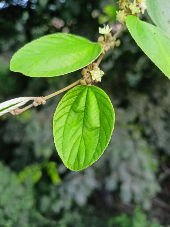 Free stock image of Plum leaf created by Deepak kumar