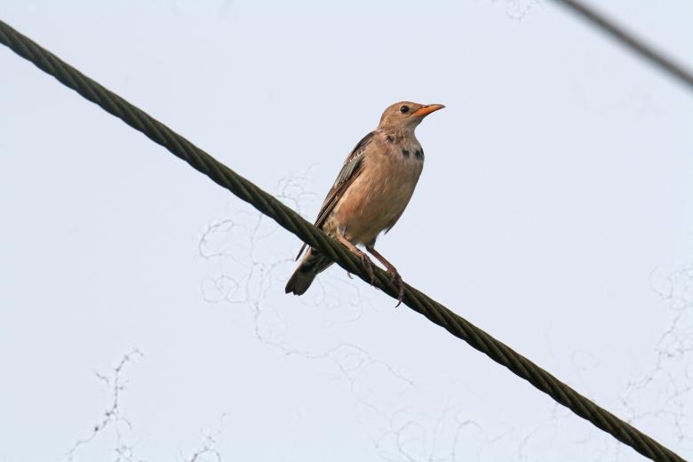 Free stock image of Paddy filed pipit created by sylvester alphonso