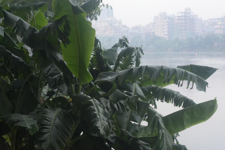 Free stock image of Tropical banana tree in urban background. created by MAHBUB MORSHED BHUYAN