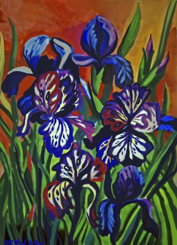 Free stock image of irises created by Elizaveta