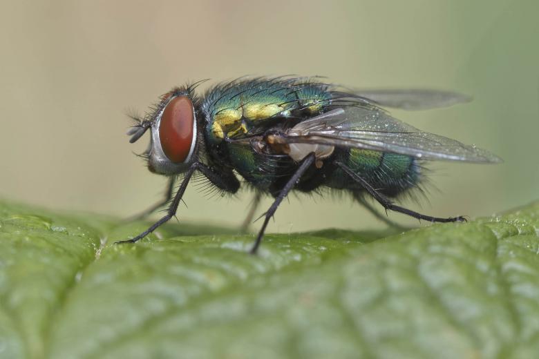 Free stock image of Green Bottle Fly created by Geoffrey Whiteway