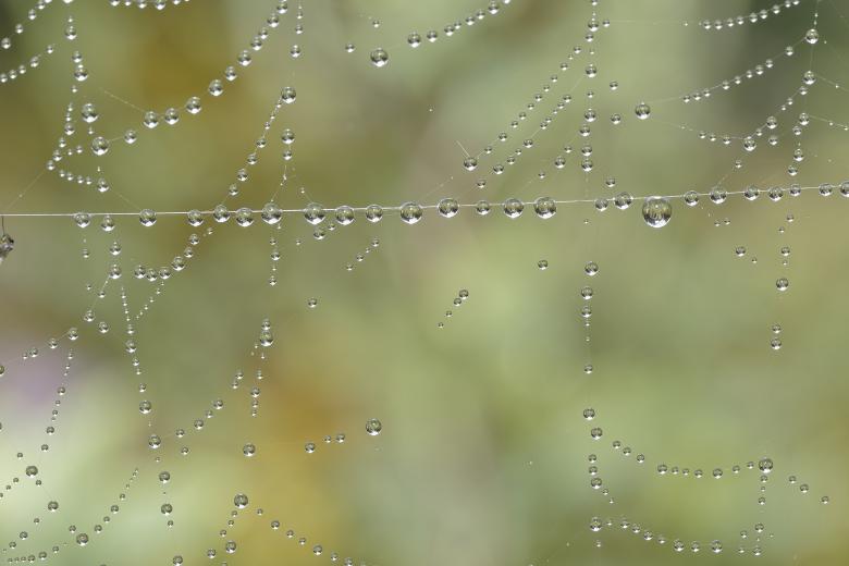 Free stock image of Water droplets created by Geoffrey Whiteway