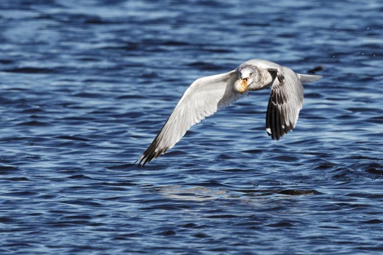 Free stock image of Ring-billed gull with golf ball created by Geoffrey Whiteway