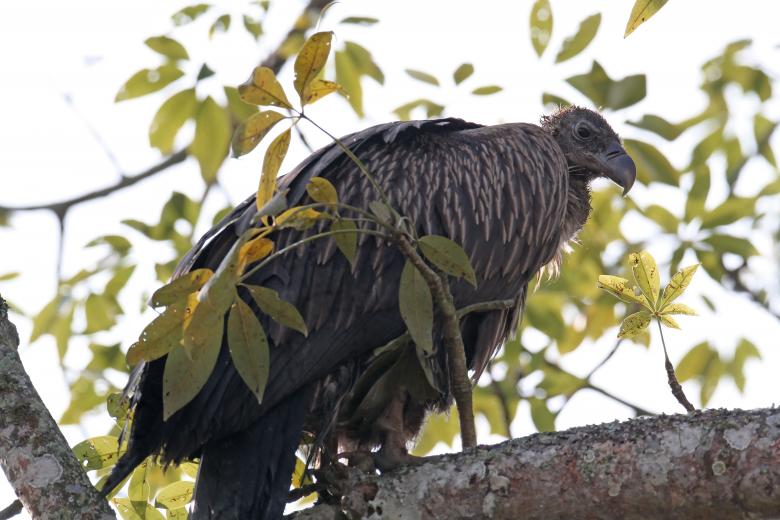 Free stock image of Himalayan Vulture created by sylvester alphonso