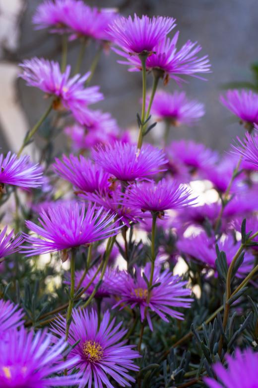 Free stock image of Flowers need time to bloom created by Andrés Valdés Navarrete