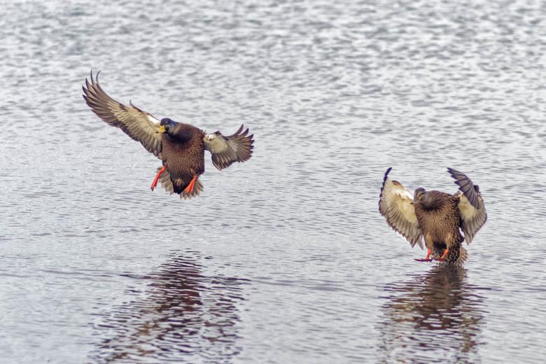 Free stock image of mallard duck created by Geoffrey Whiteway
