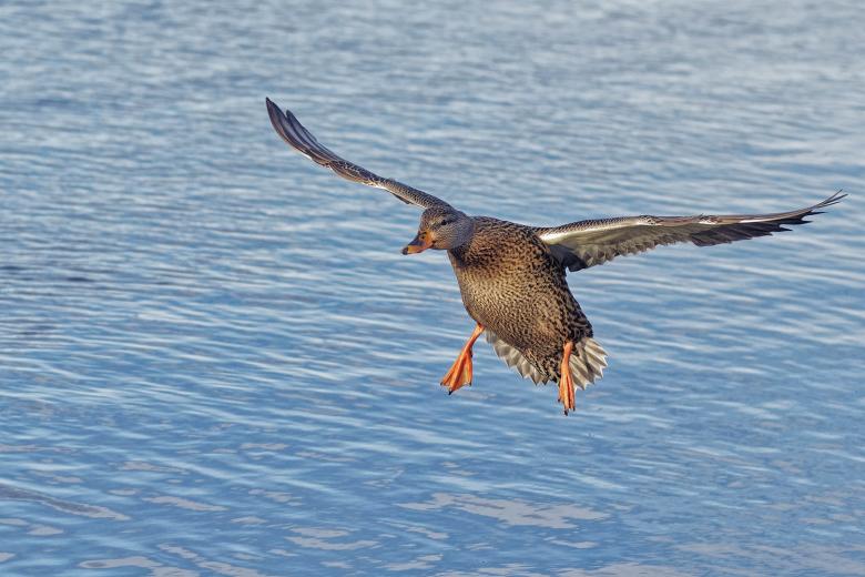 Free stock image of mallard duck created by Geoffrey Whiteway