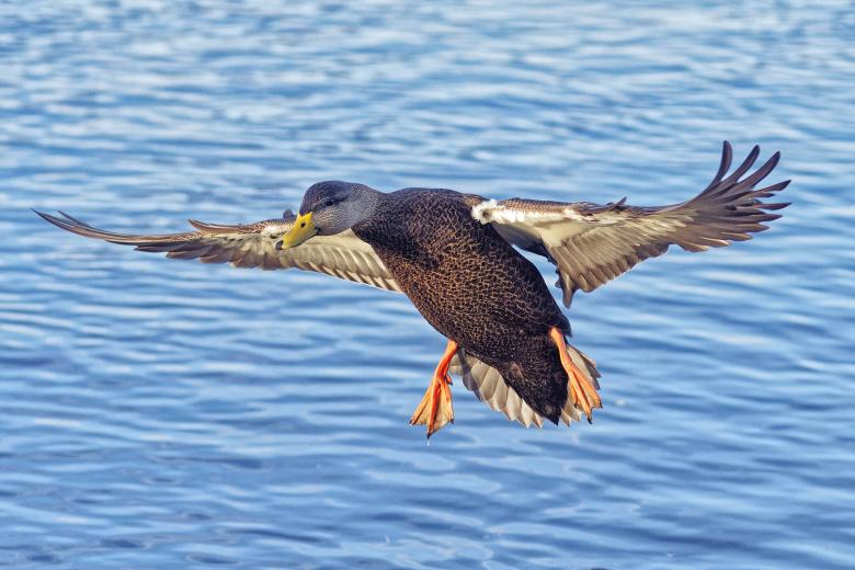 Free stock image of mallard duck created by Geoffrey Whiteway