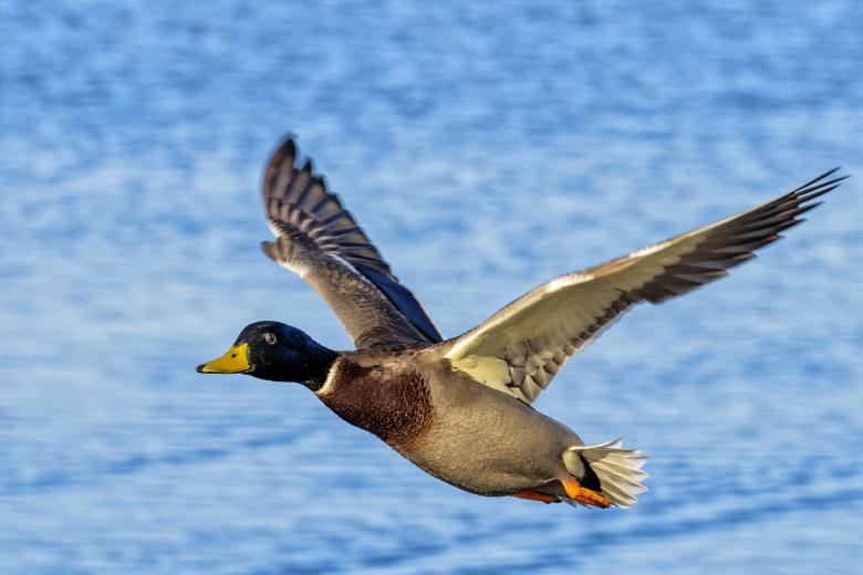 Free stock image of mallard duck created by Geoffrey Whiteway