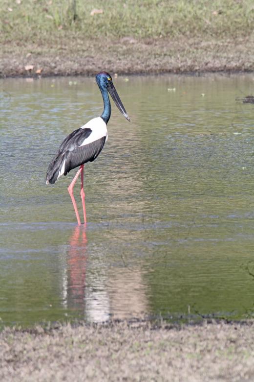 Free stock image of black neck stork created by sylvester alphonso