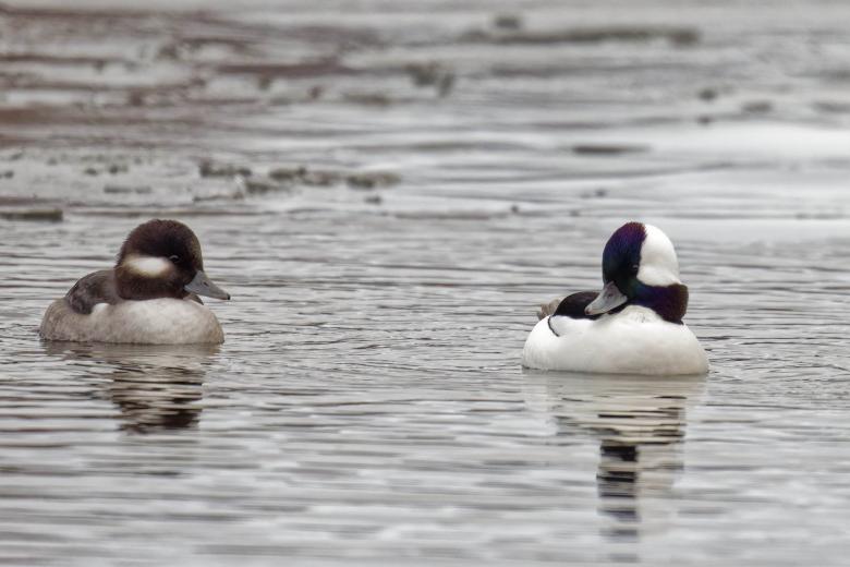 Free stock image of Bufflehead ducks created by Geoffrey Whiteway
