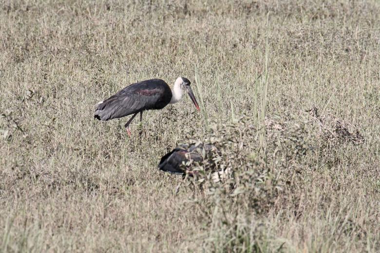 Free stock image of wooly neck stork created by sylvester alphonso